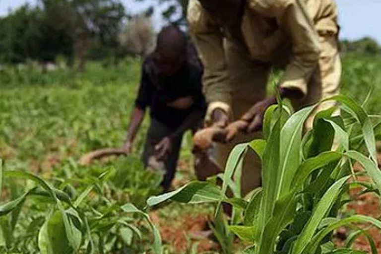 Two people working in a field of plants